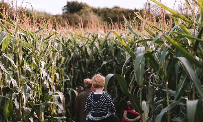 Family-Maize-Maze